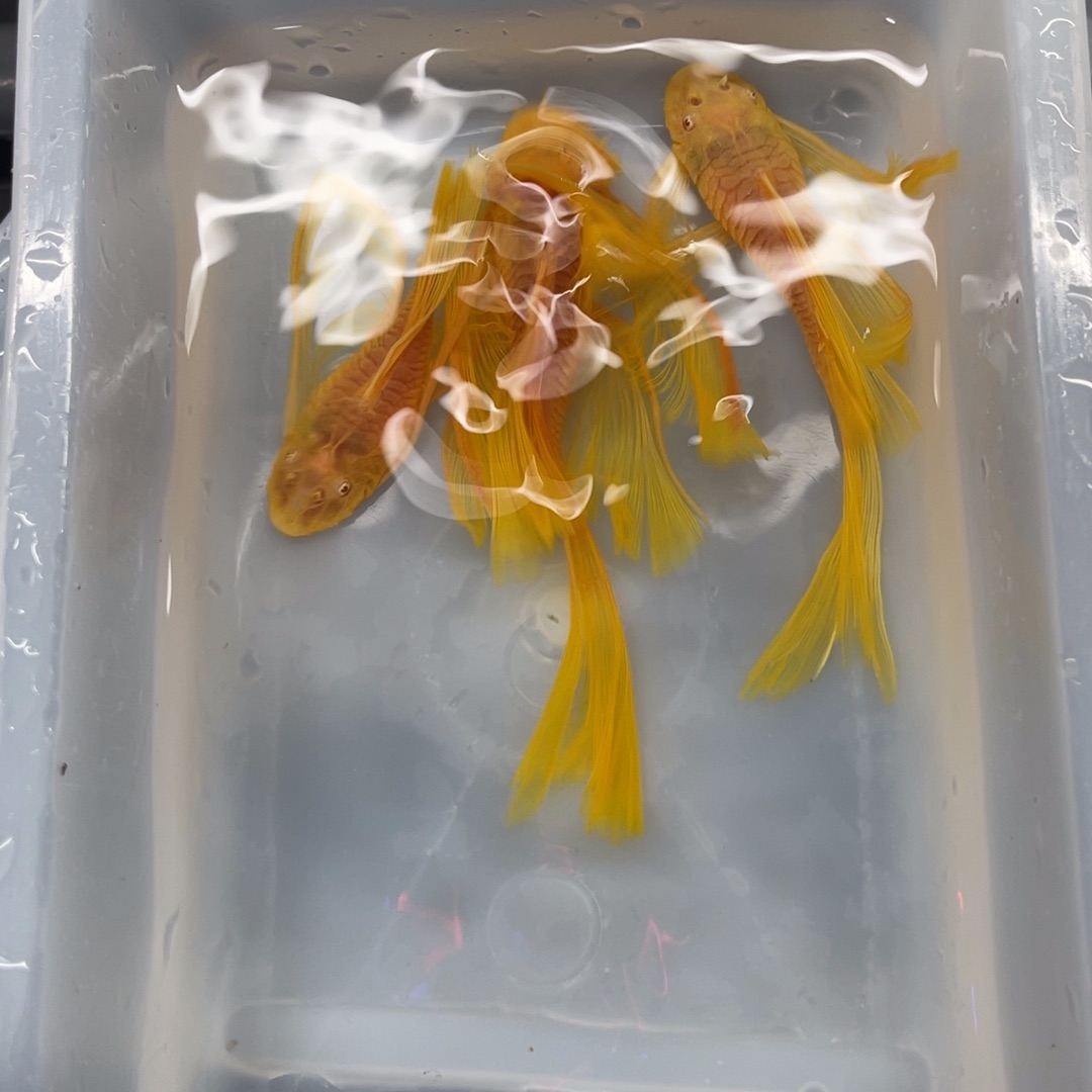 清道夫鱼大帆一公俩母24k开箱视频报损