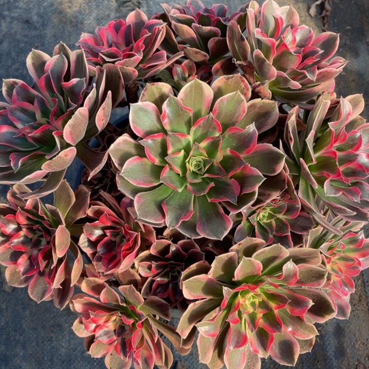 202皇后精品法师多肉