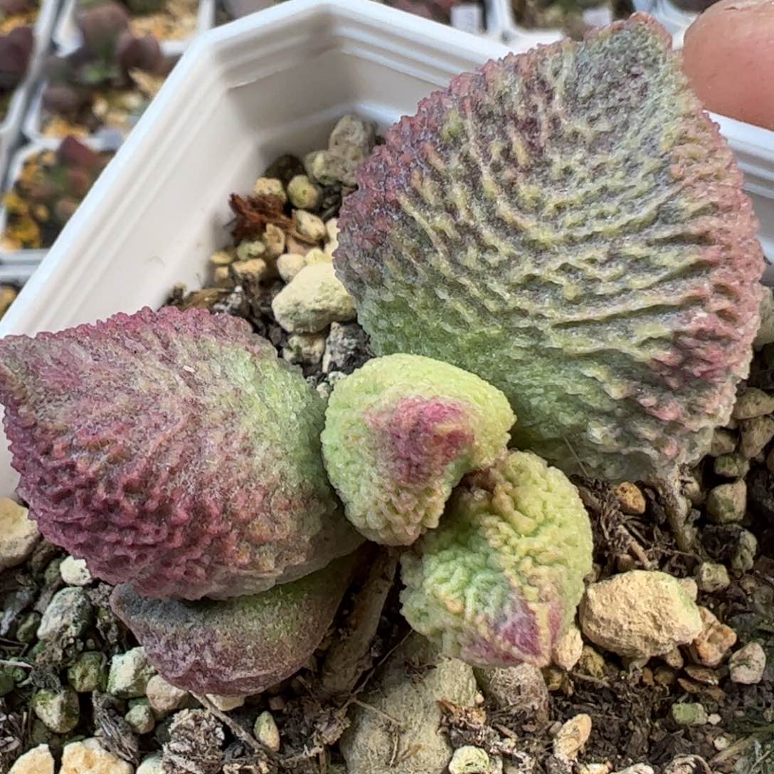 巨猪宝桩子多肉植物