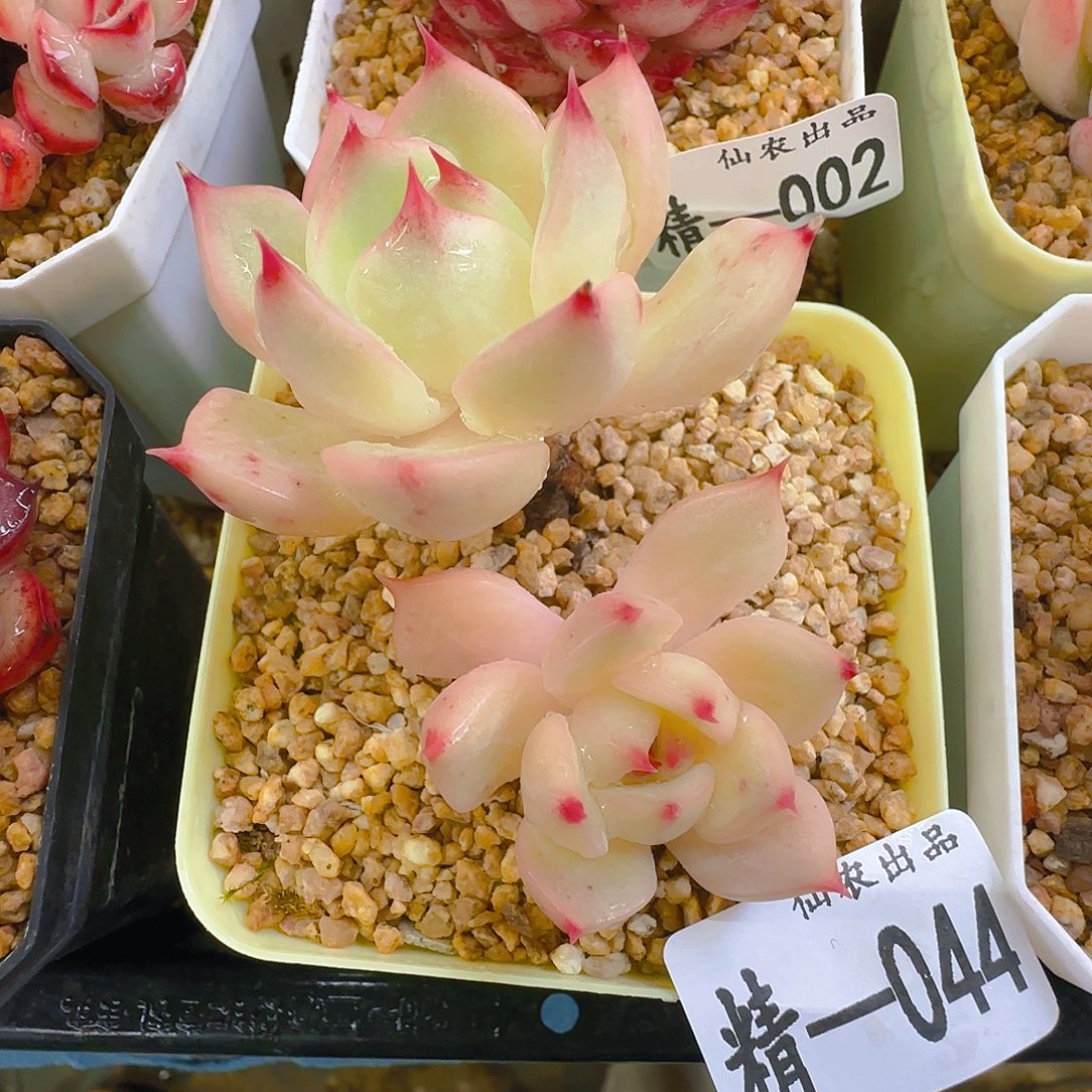 T P王中王，044，仙农出品多肉