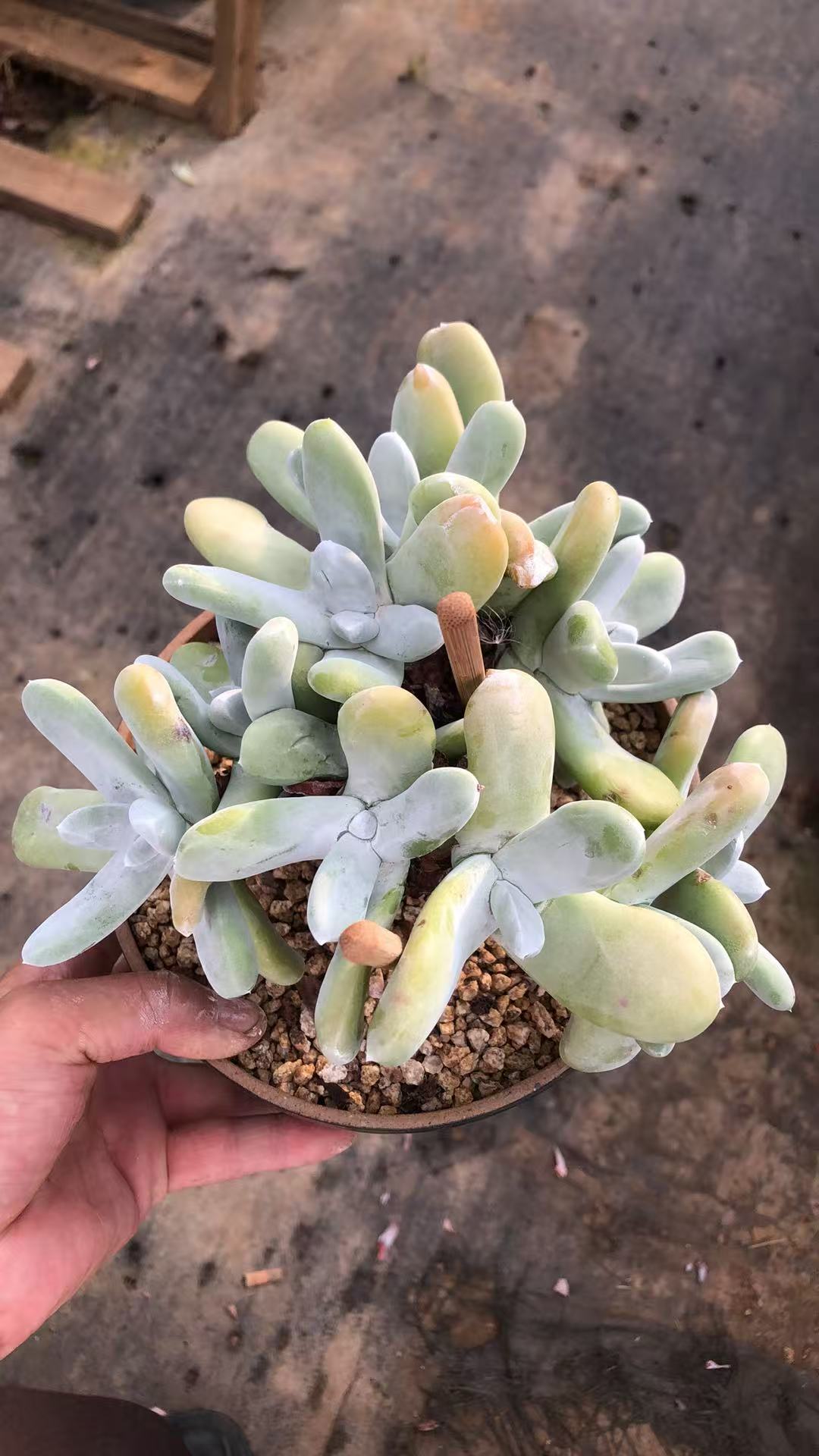 拇指造型小树桩朵朵缀11头 多肉