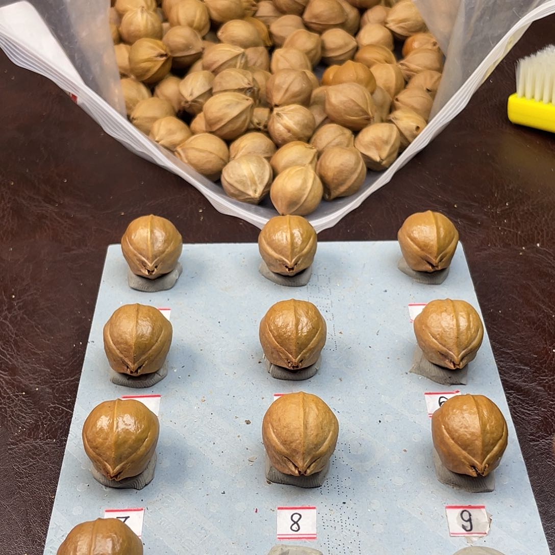 手串/手链橄榄核孙*22.26三卡梅林铁核