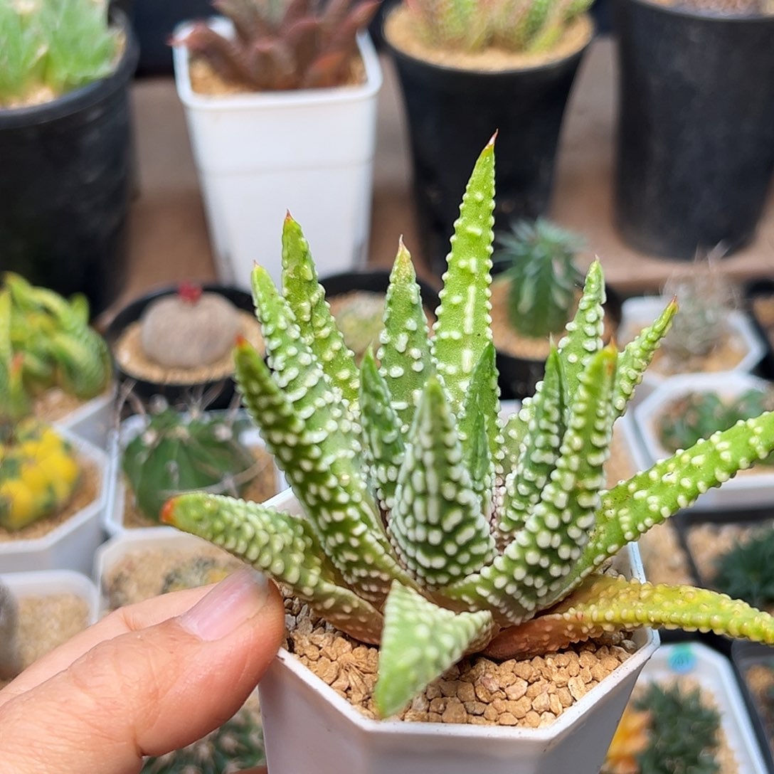 新版泪珠天使之泪