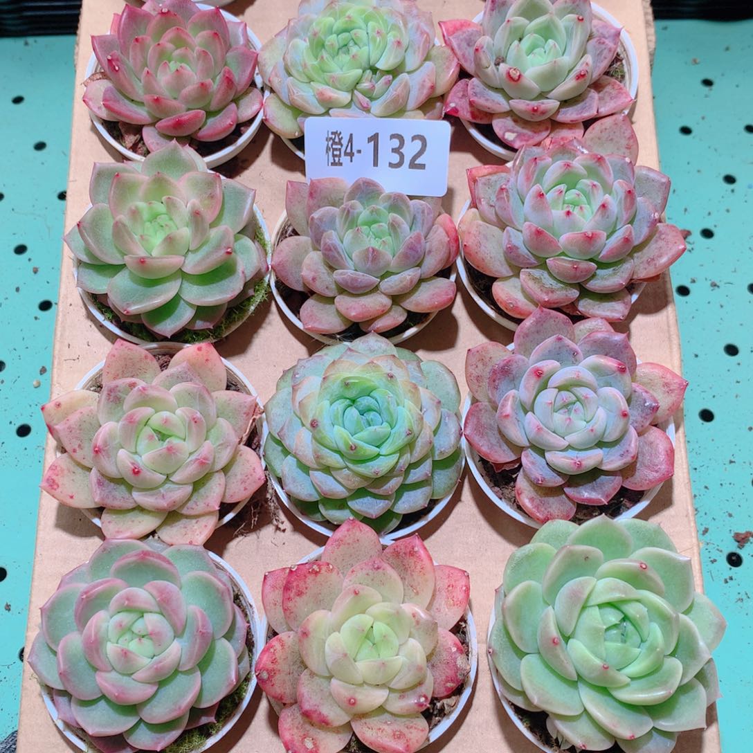 4-132一物一拍多肉带盆18颗