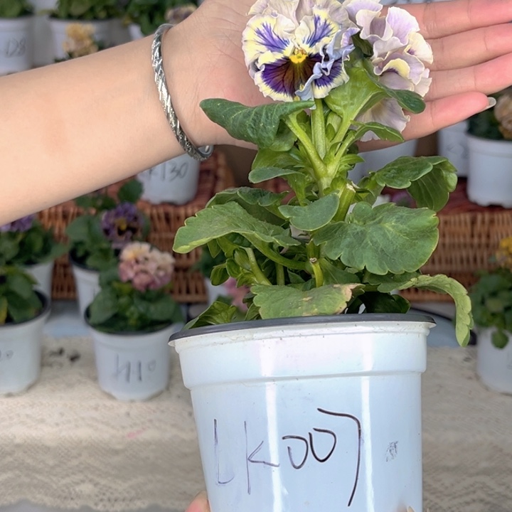 大部分花苞少量开放Lk007