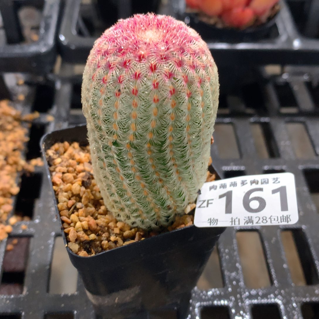 肉萌萌拇指盆精控多肉ZF161