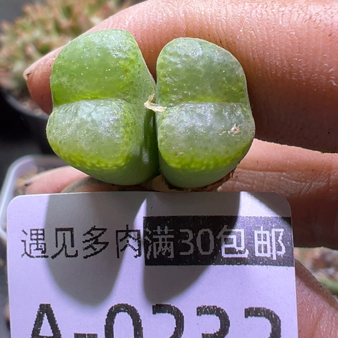 多肉植物111111111111111