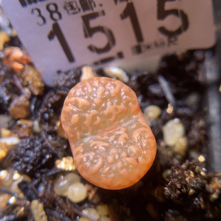 Sss精品生石花1515