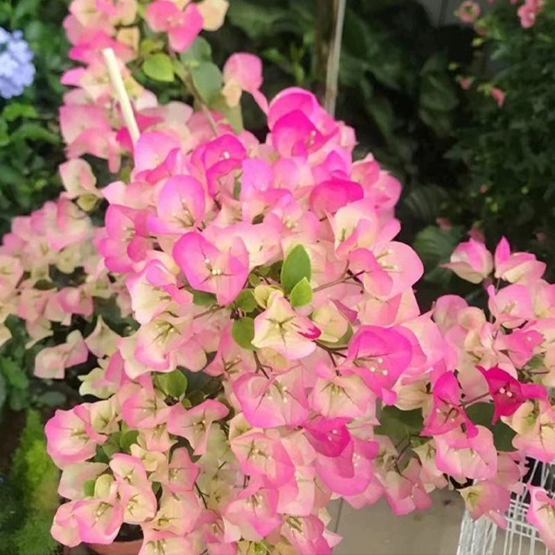 百变绿樱带花苞6-8年原盆原土发货 三角梅发货四季开花