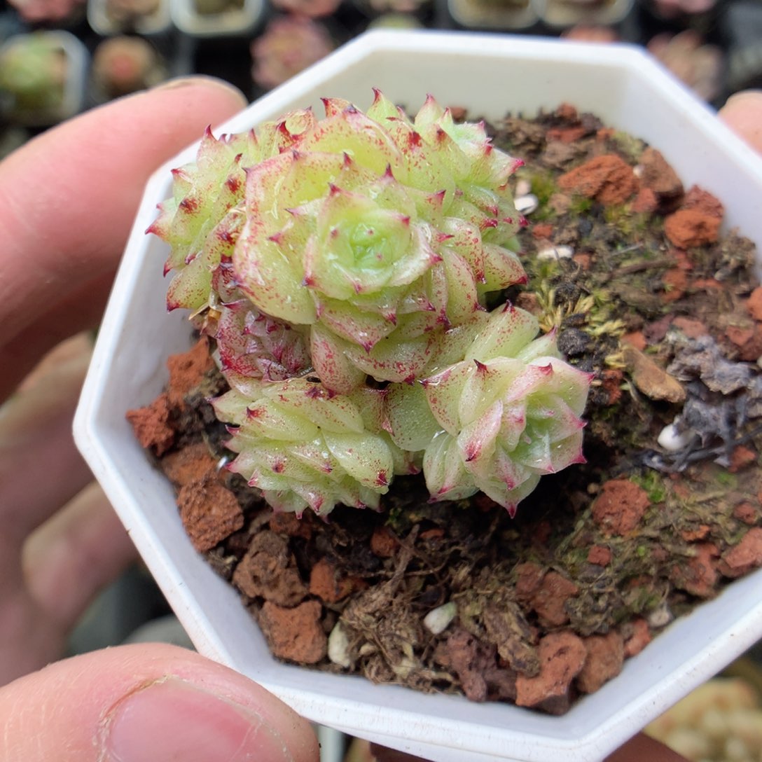 S24y y y y y y y y y