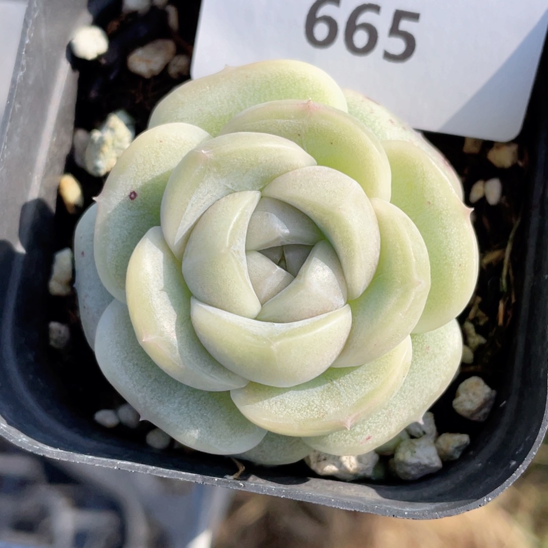 A*y665号糖心冰心珍妮