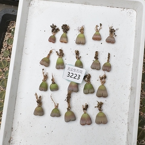 福****儿3223，菊红窗清框特价脱土发货