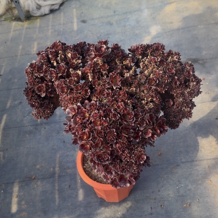 瑕疵款特价特988特