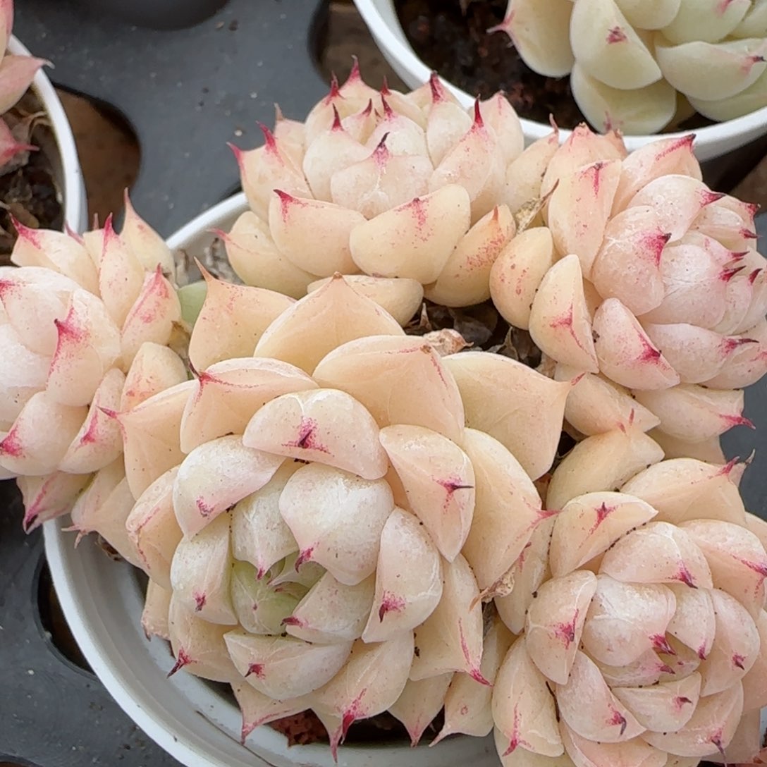 花语逸镜0208-318