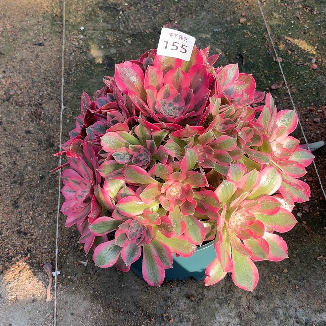 多肉法师粉女郎有老伤