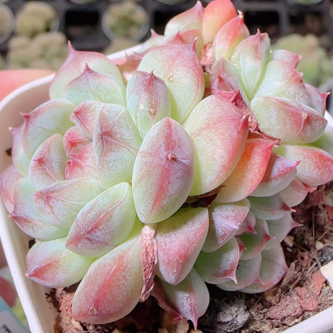 花语逸镜1109-199超级白桃