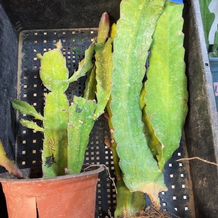 当前无花栽培后可以开花932