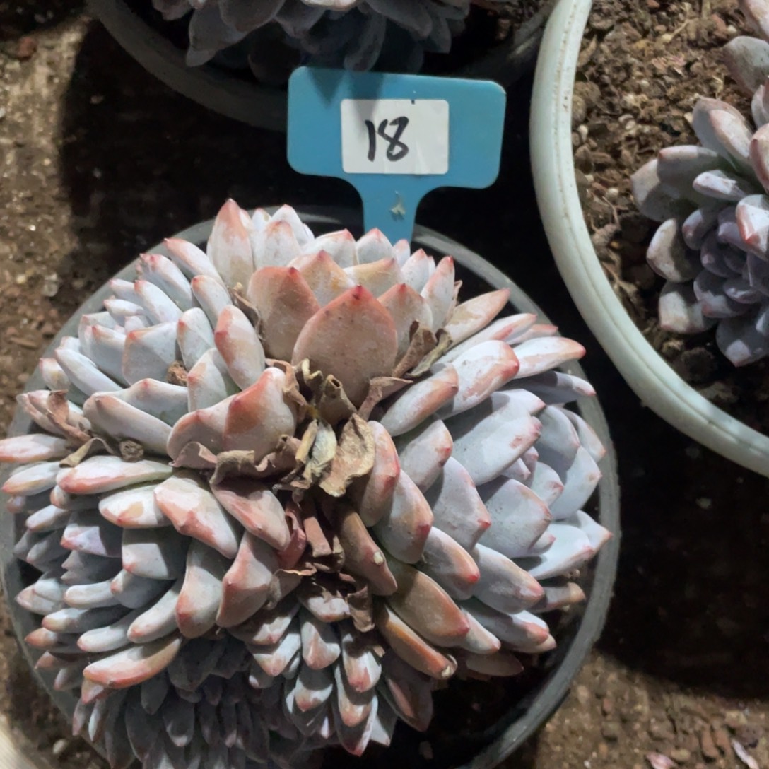 星影多头群生的一18