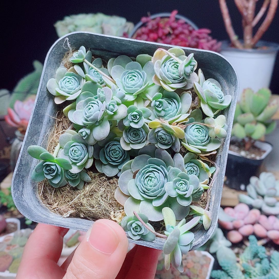 子持莲花直播间1号肉肉肉肉