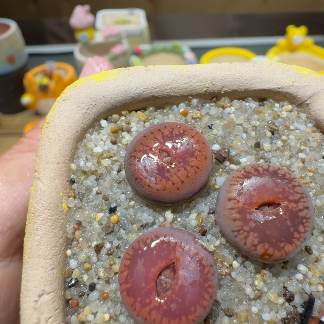 红陶蘑菇610日轮