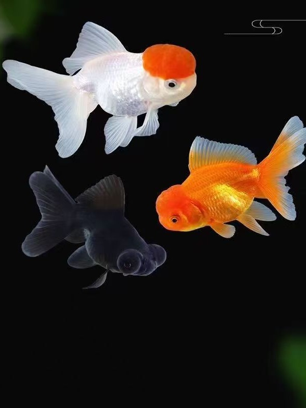鸿运当头淡水狮子头锦鲤金鱼耐活冷水观赏鱼蓝吉罗观赏鱼