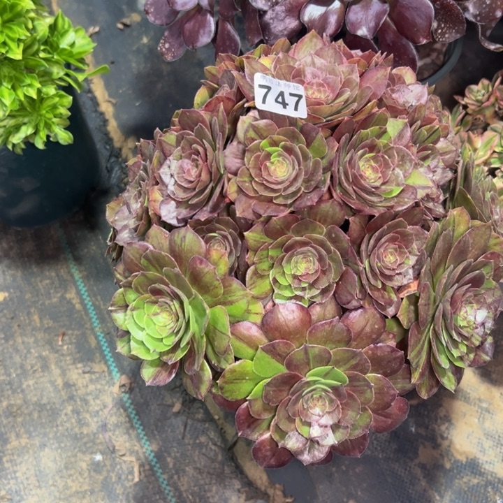 花月夜747多肉法师一物一拍