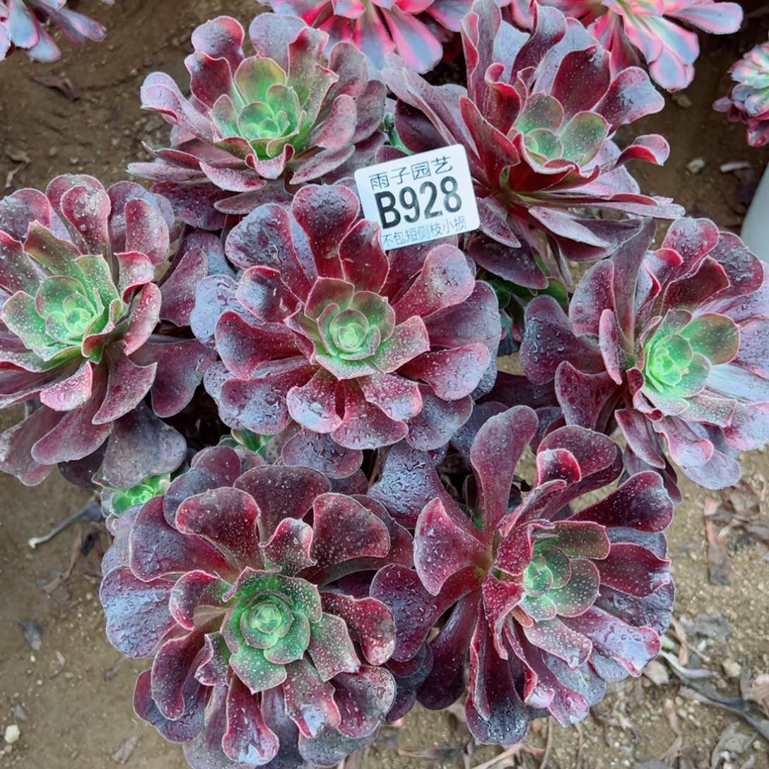 爱神法师多肉植物928号