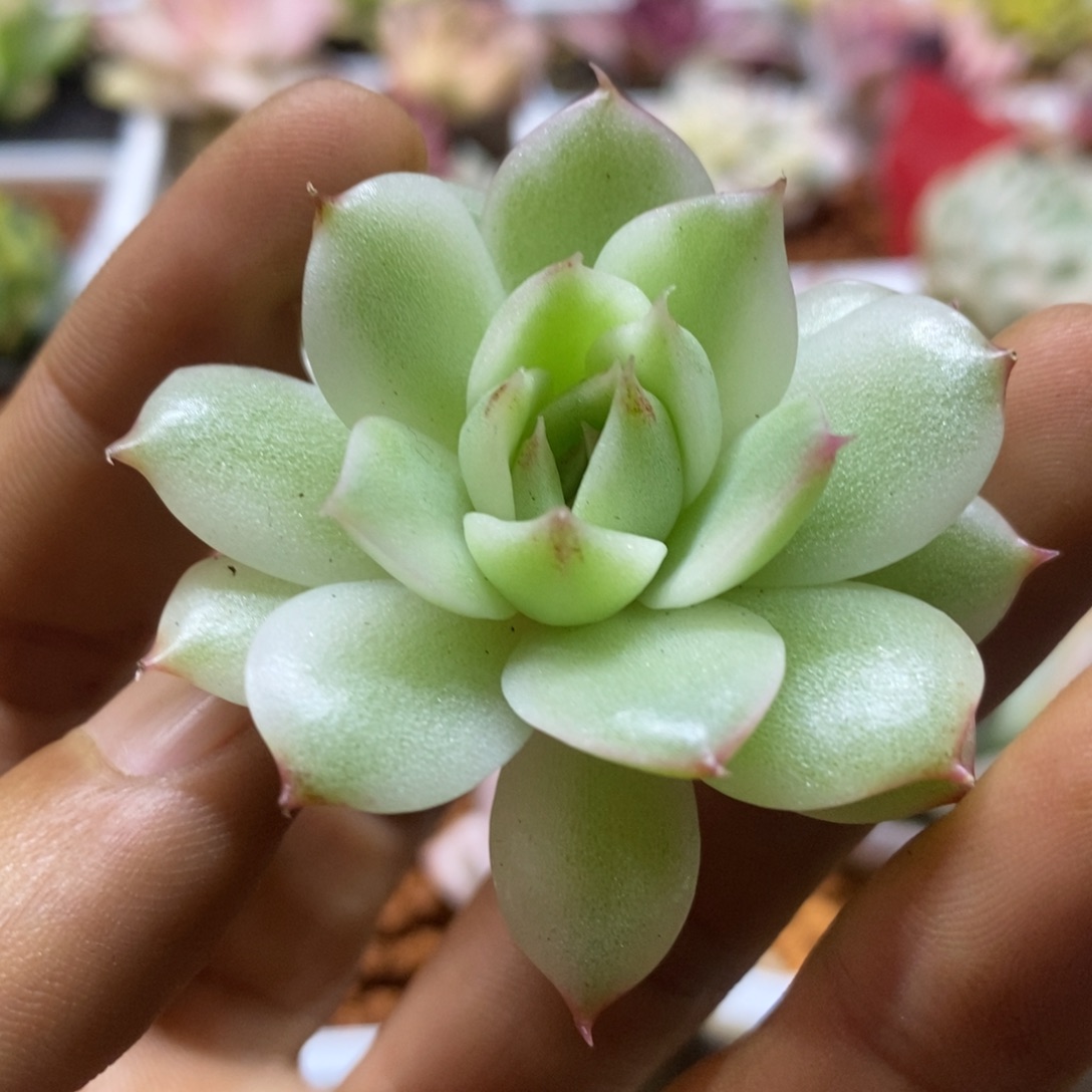 绿水晶锦 多肉植物