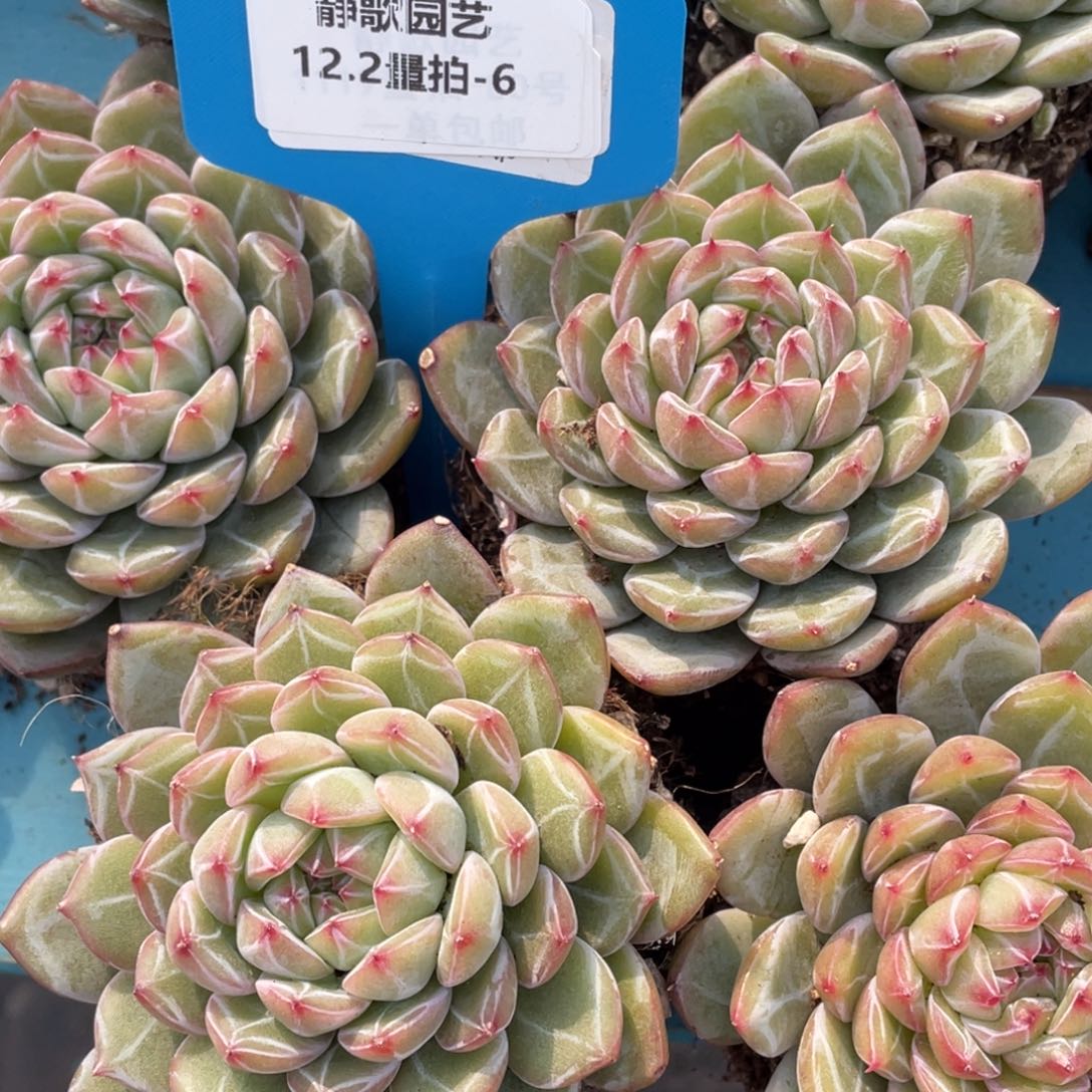 1202-6-雪花珍妮单头全暗纹一颗