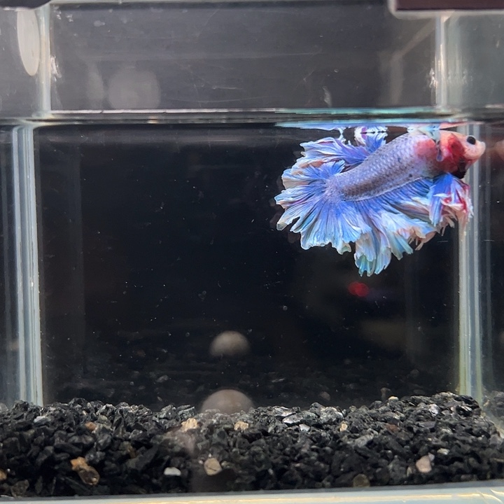 斗鱼跑单拉黑13日61