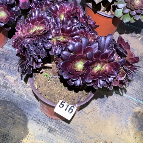 欧紫缀多肉植物法师不包损