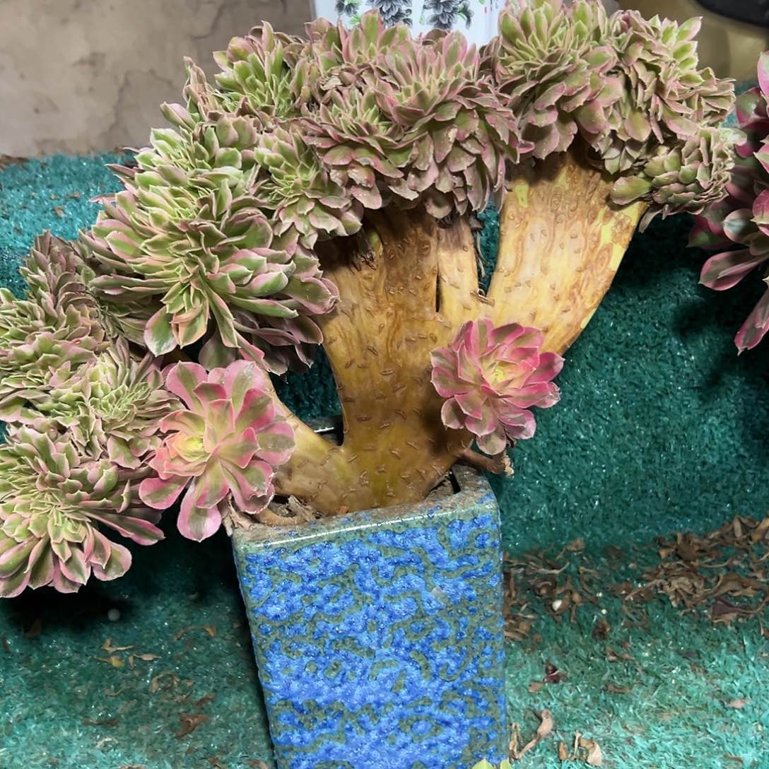 多21肉植物粉女巫缀花