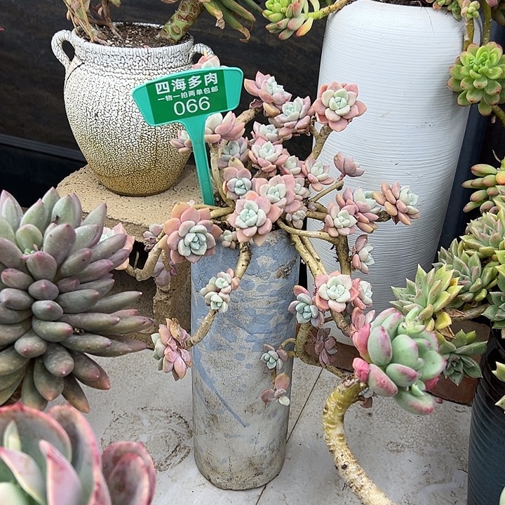 红***叶克罗伊多肉植物群落066