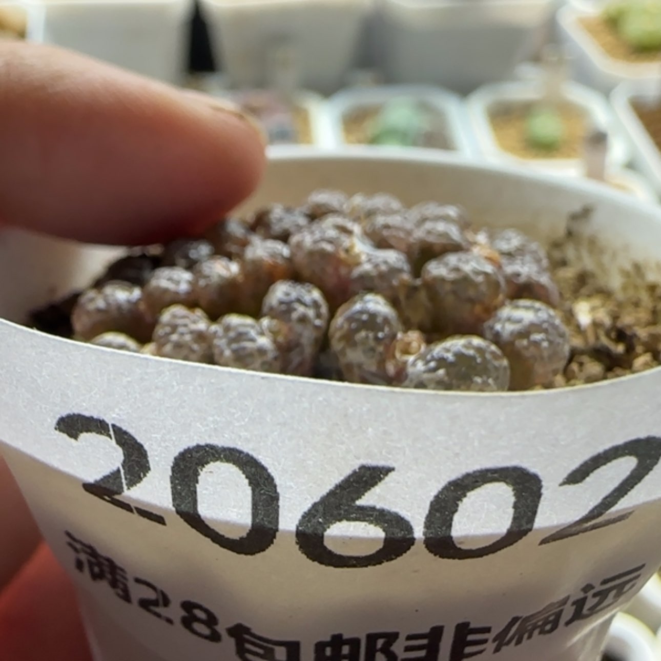 【闪购商品】般*20602     
