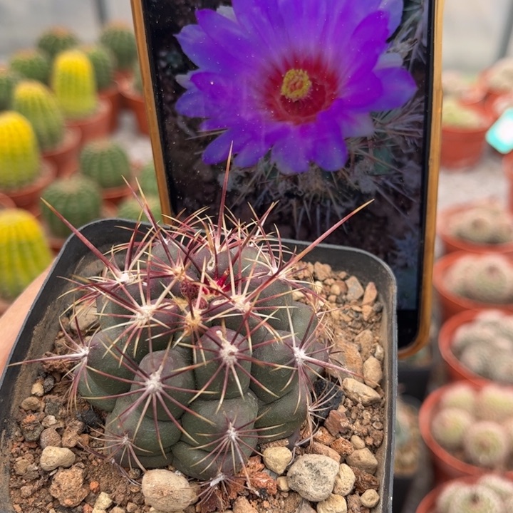 673实生大统领好养皮实