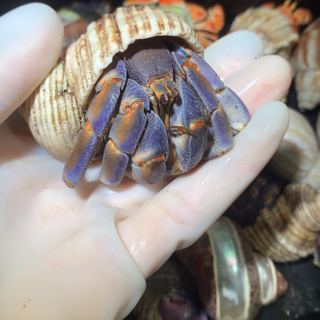 3.2紫橘轻微缺尖不退不换