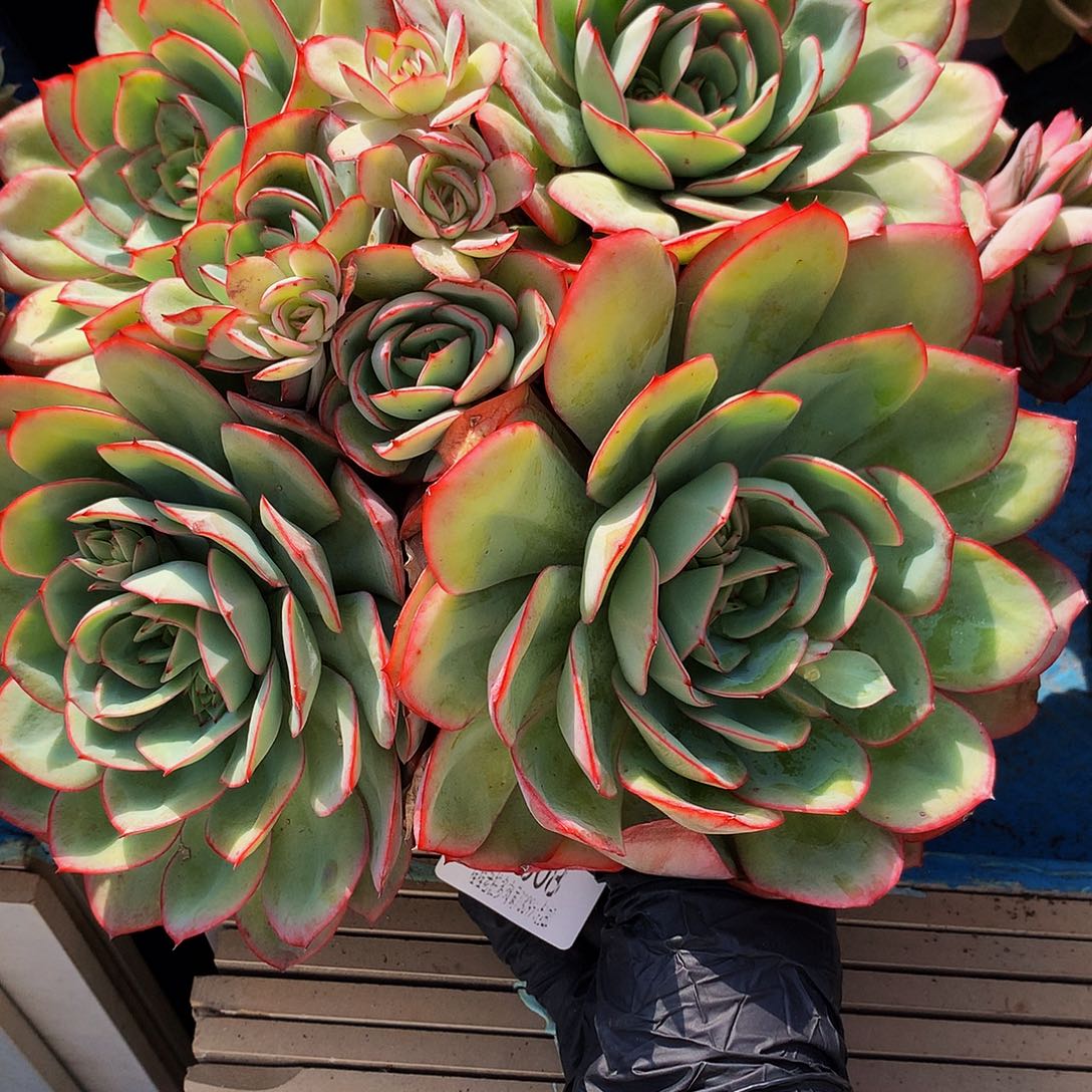 小***啦牡丹亭07008多肉多肉