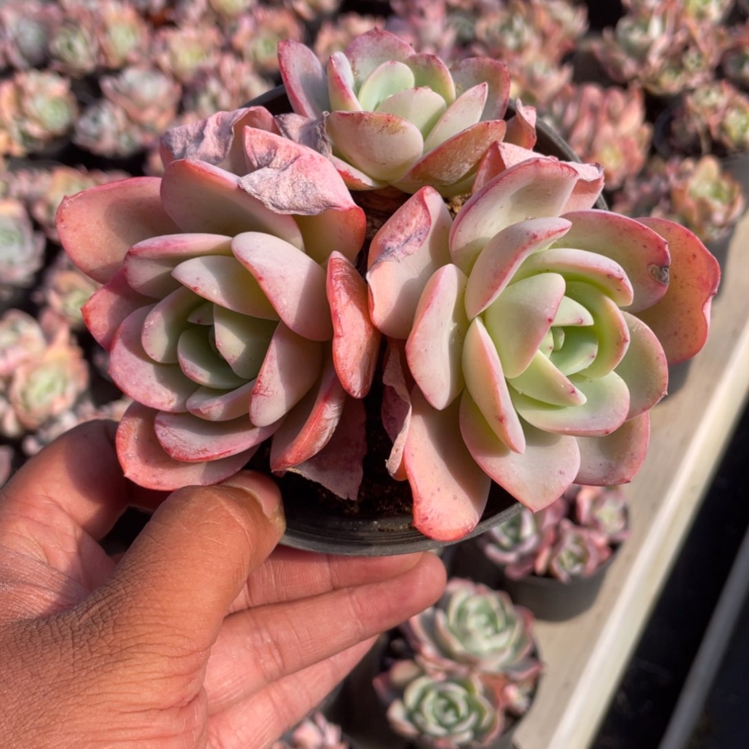 2010  布鲁兰  六月六