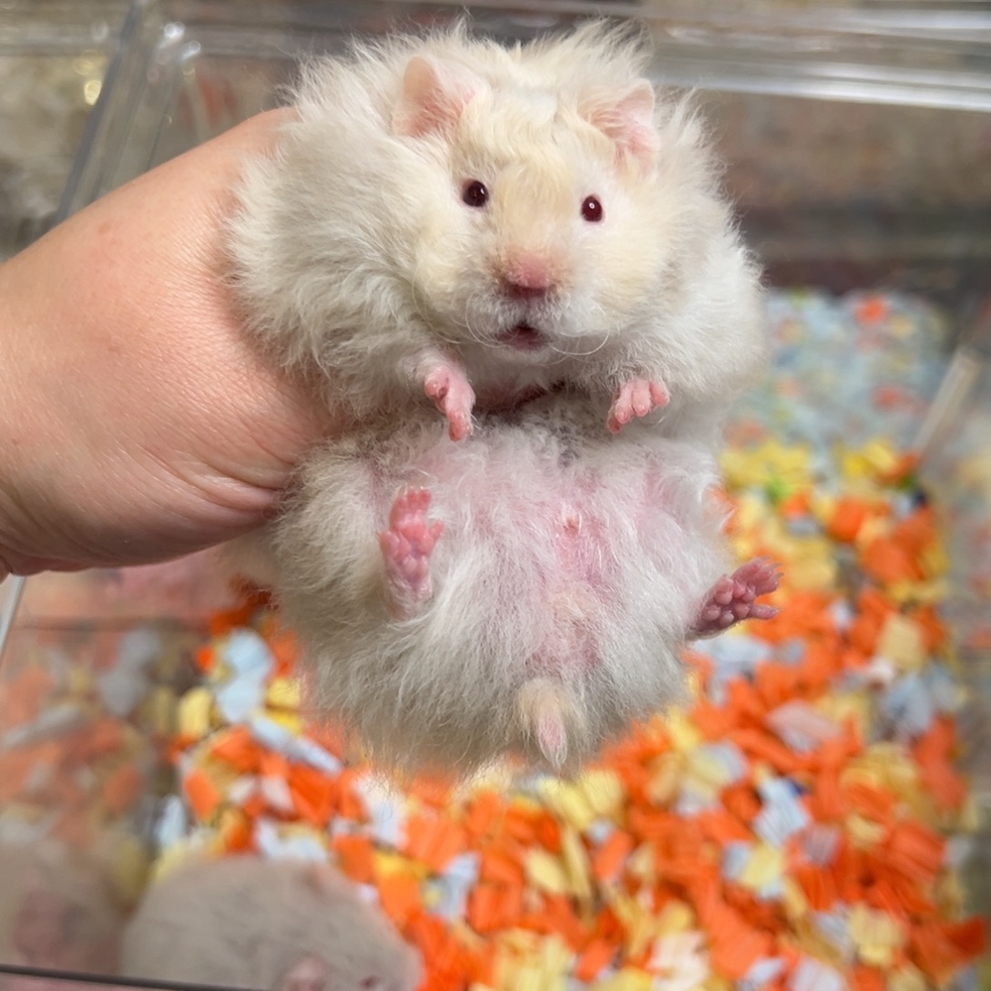 卷毛重点色弟弟腾笼特价出京东包邮