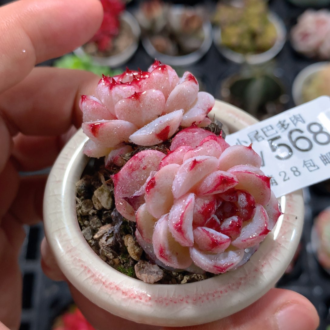 5CM拇指盆精控多肉YV568