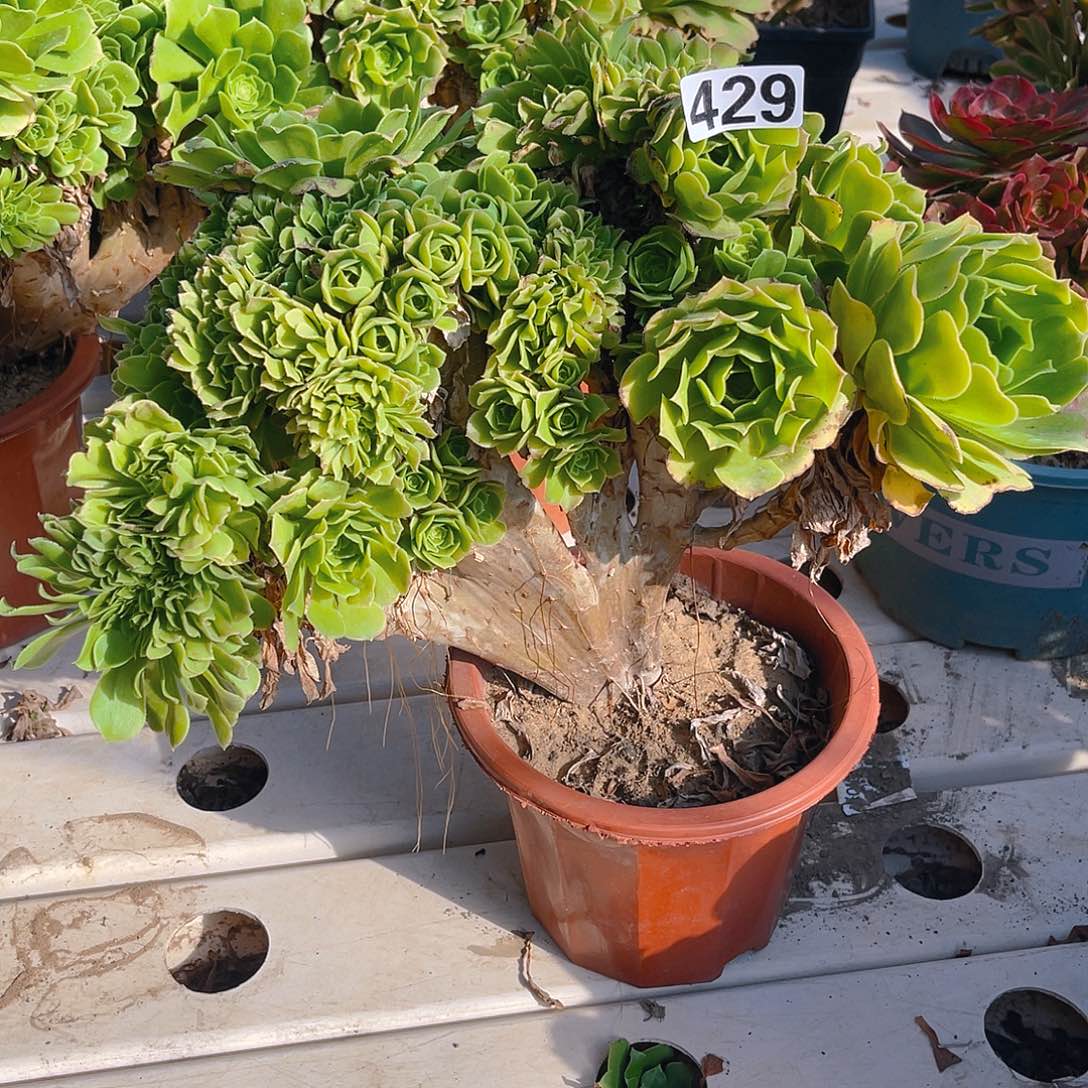 法师法师7/-35包邮法师