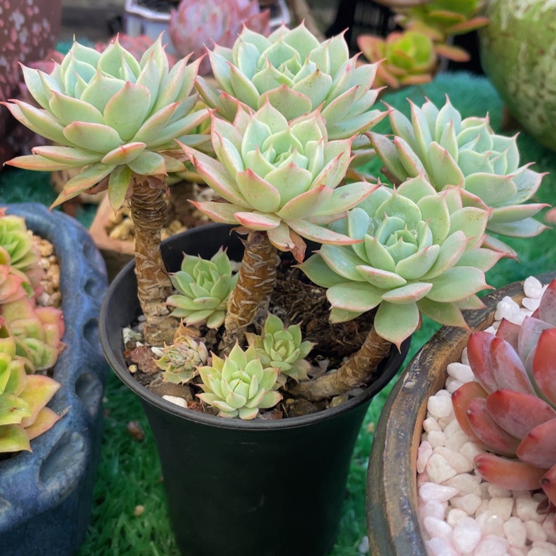 11号多肉植物盆栽多肉