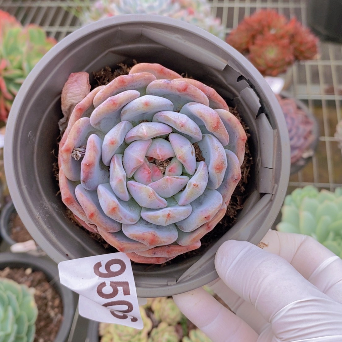 9506橙梦露一物一拍