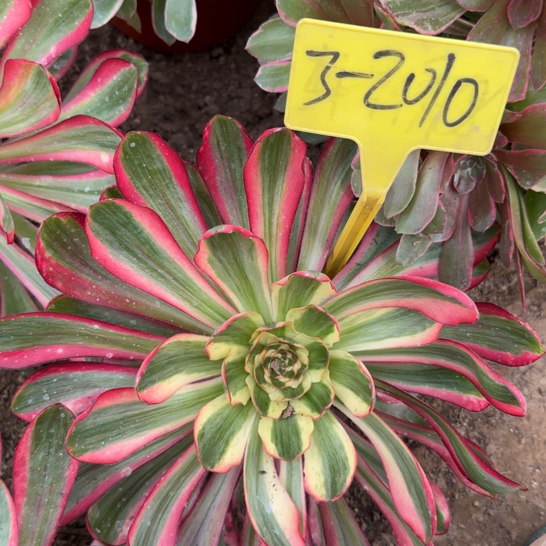 3+2010+++多头多肉植物