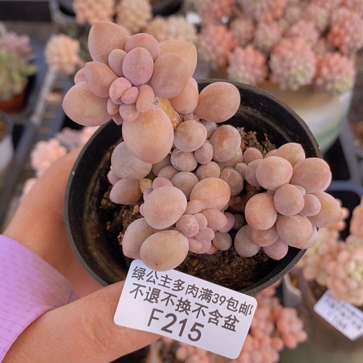 汤圆老桩有砍8cm215多肉植物