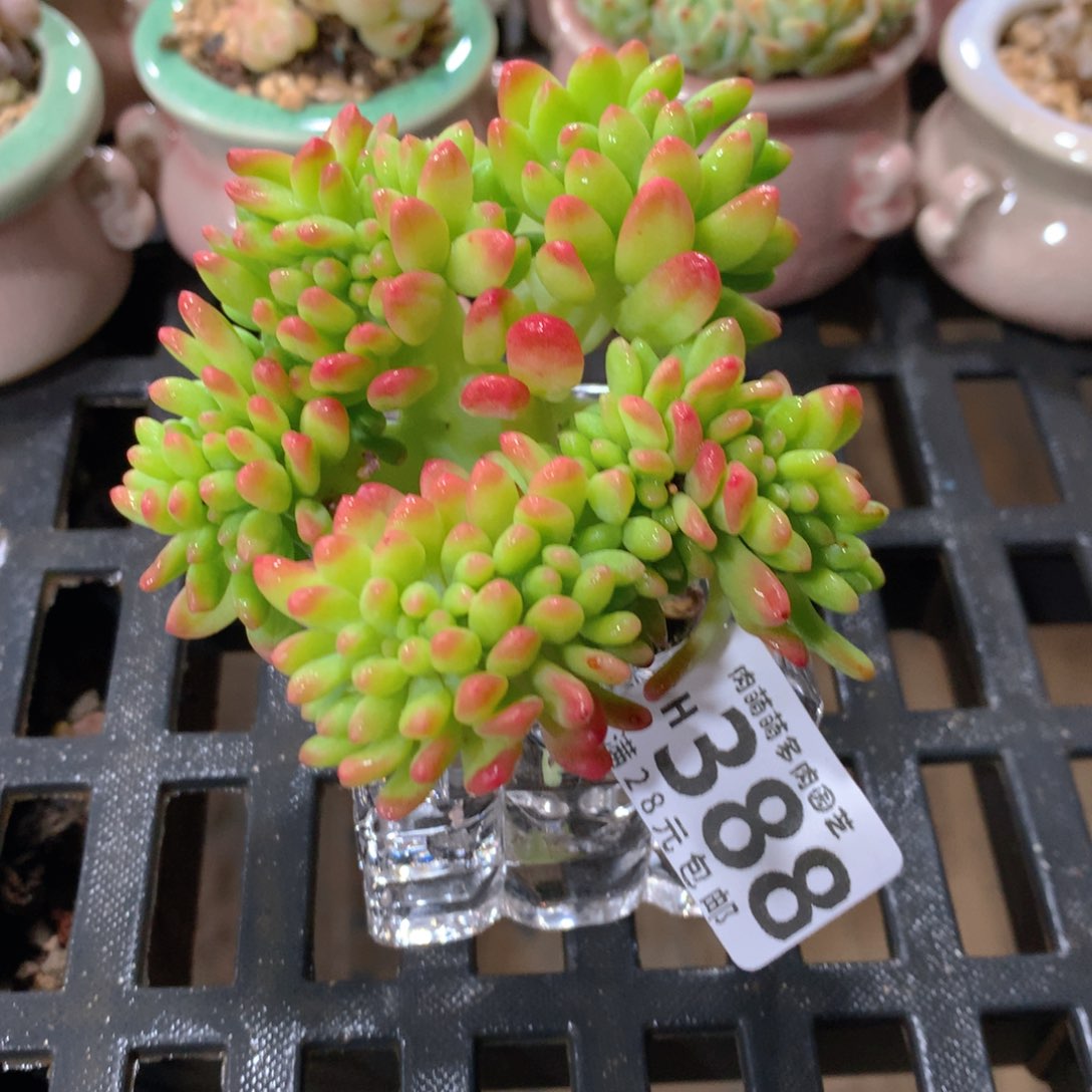 肉萌萌5cm拇指盆精控多肉BH388