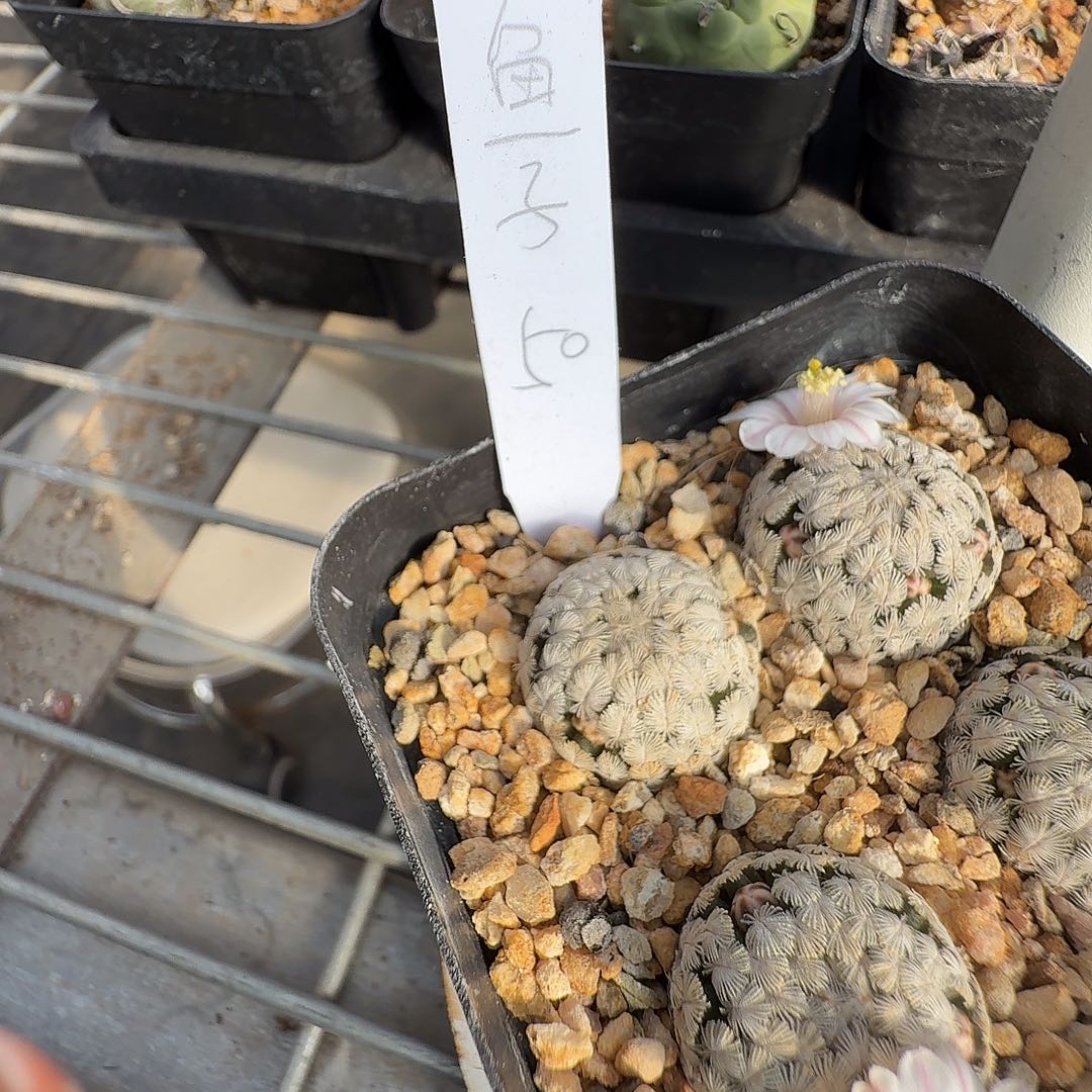 鱼***3花花花花花花一颗