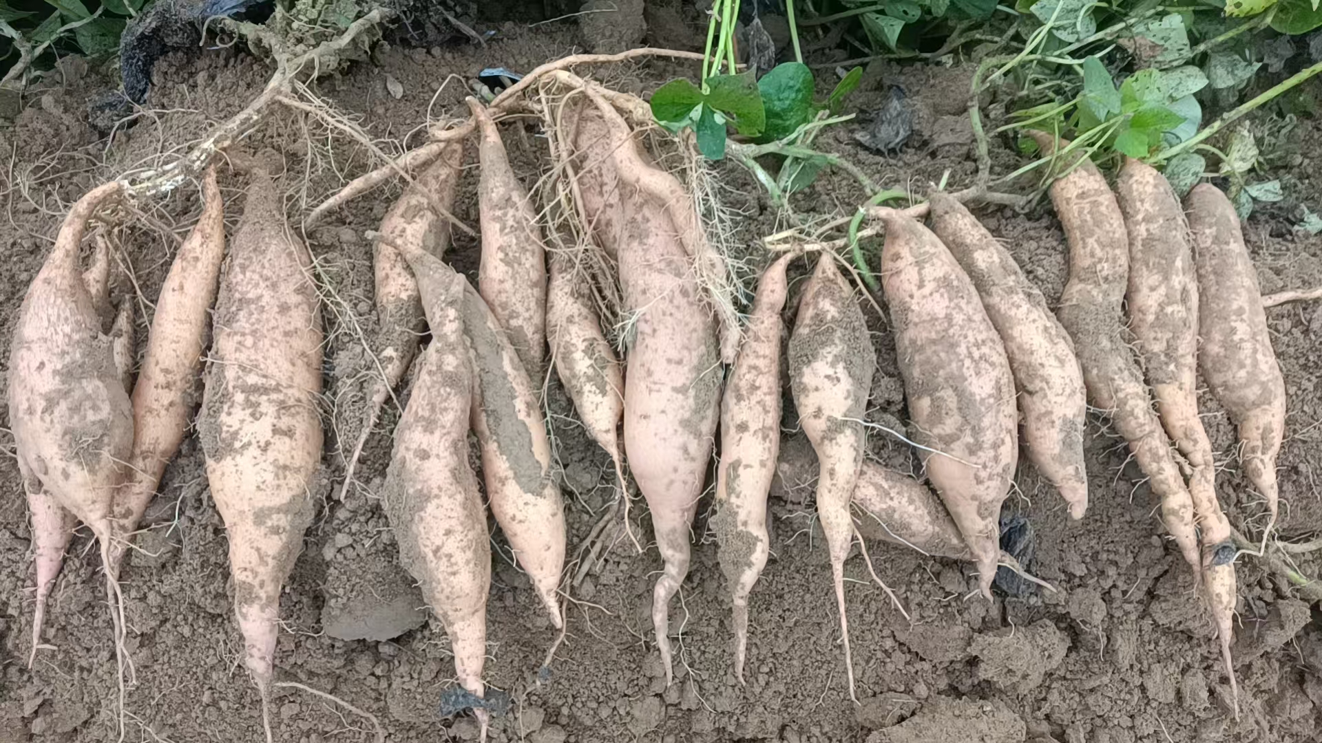 [清涧沙地红薯]无定河畔新鲜现挖软糯香甜的沙地红薯