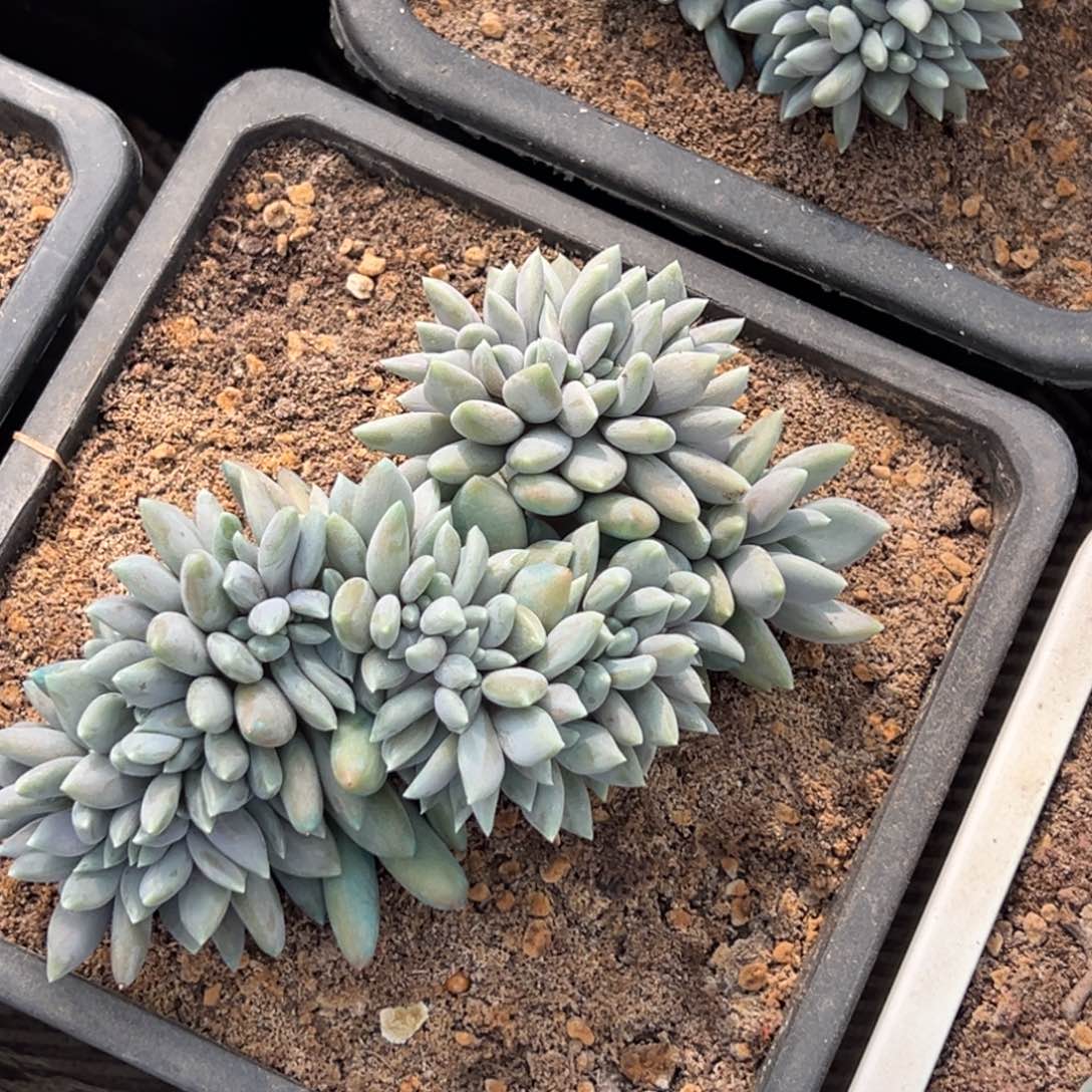 5****福美人缀化多肉多多多多