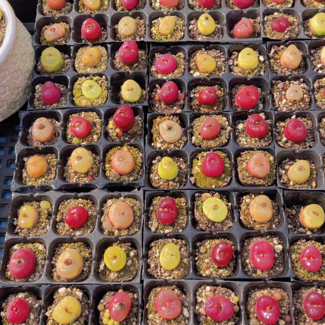 量拍1号六年毛汉尼六个